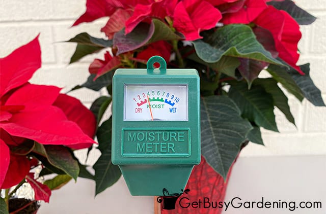 Water meter probe at ideal poinsettia moisture level