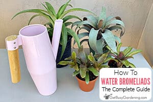 How To Water Bromeliads