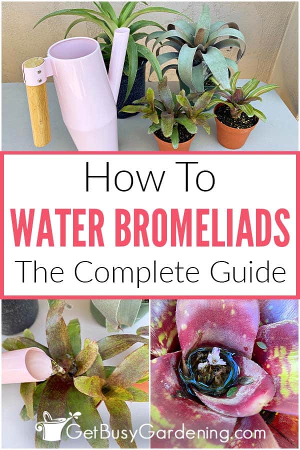 How To Water Bromeliads The Complete Guide