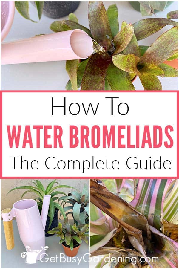 How To Water Bromeliads The Complete Guide