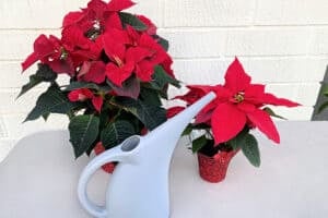 How To Water Poinsettias
