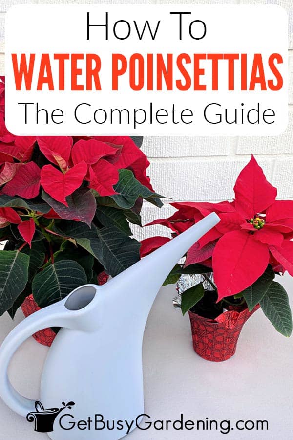 How To Water Poinsettias The Complete Guide