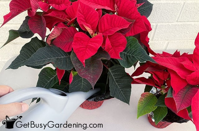 Watering poinsettia from the top
