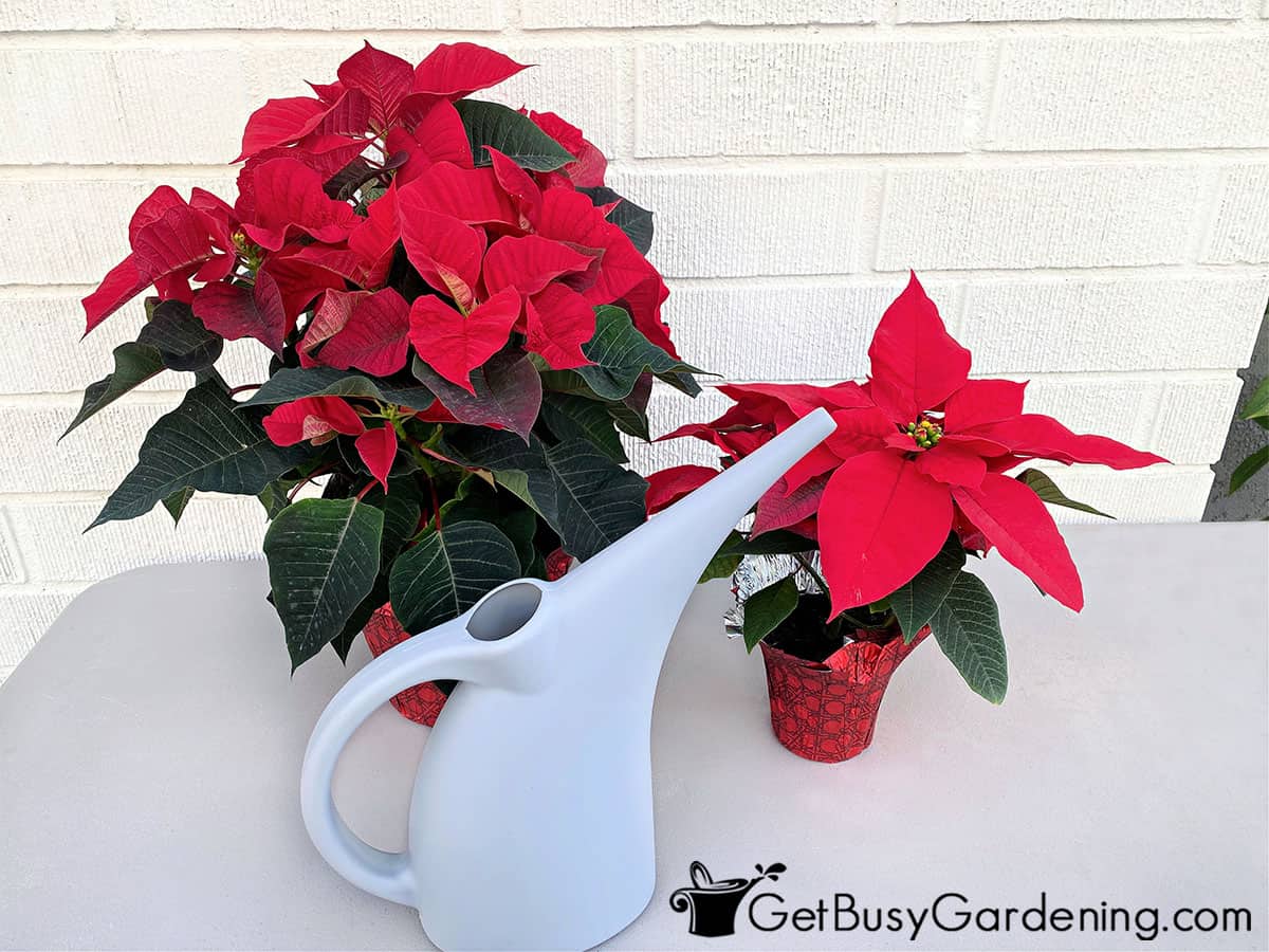 Watering can sitting in front of two poinsettia plants