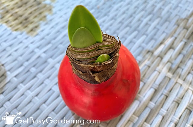 Waxed amaryllis bulb just starting to grow
