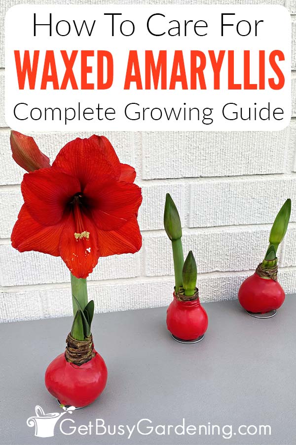 How To Care For Waxed Amaryllis Complete Growing Guide