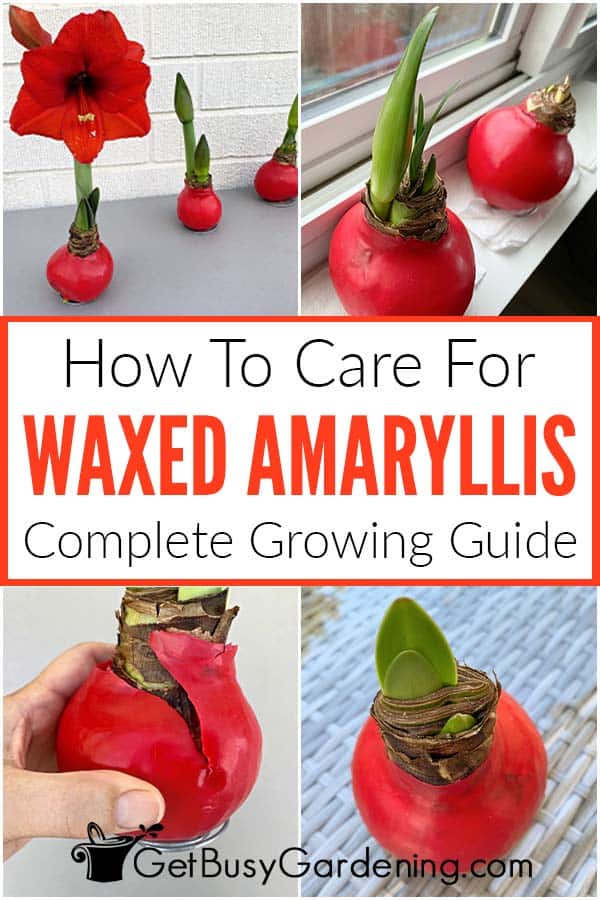 How To Care For Waxed Amaryllis Complete Growing Guide