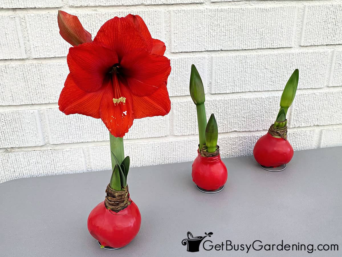 Three waxed amaryllis bulbs at various stages of blooming