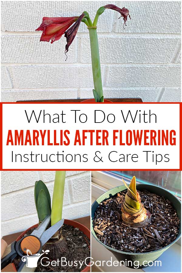 What To Do With Amaryllis After Flowering Instructions & Care Tips