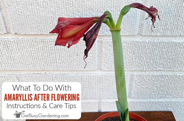 What To Do With An Amaryllis After It Blooms