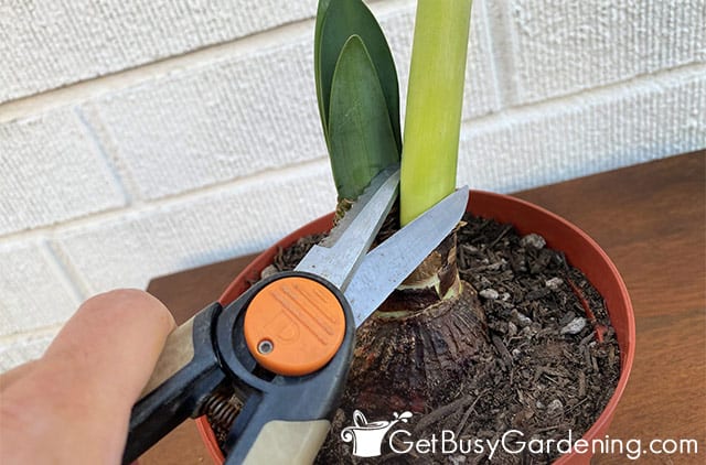 Cutting back amaryllis stem after flowering
