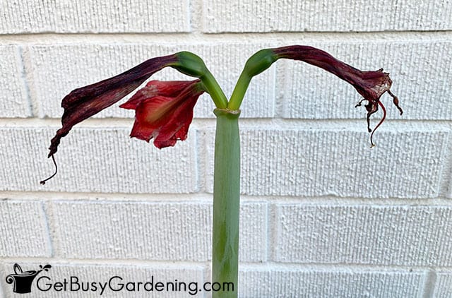 Dead and fading amaryllis flowers