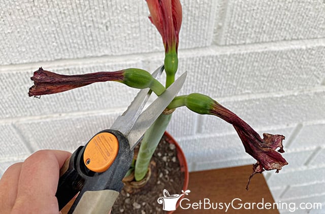 Amaryllis Care After Blooming What To