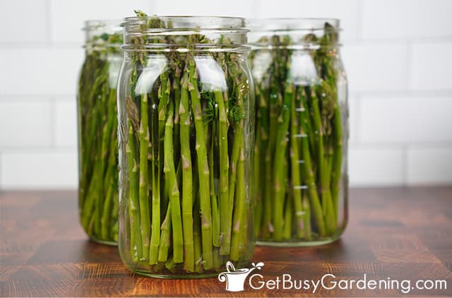 Packing jars with asparagus spears