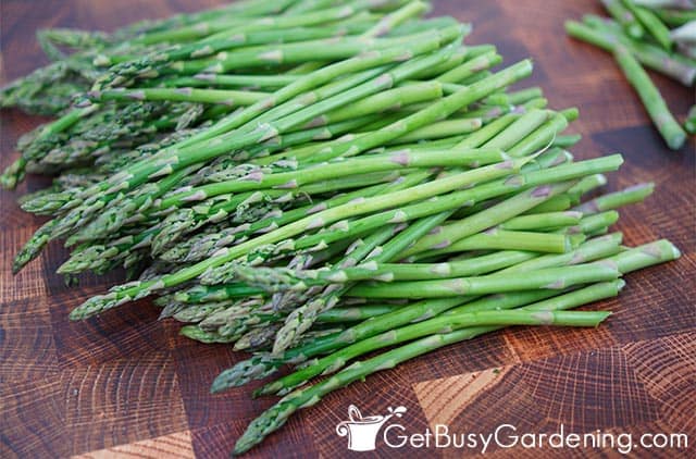 Preparing fresh asparagus for pickling