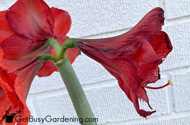 Red amaryllis flower beginning to fade