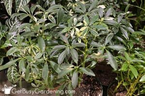 Umbrella Plant Care Guide: How To Grow Schefflera Arboricola