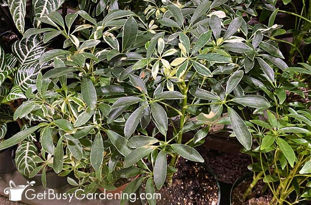 Small Schefflera arboricola plants in pots