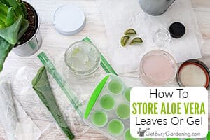How To Store Aloe Vera (Leaf Or Gel)