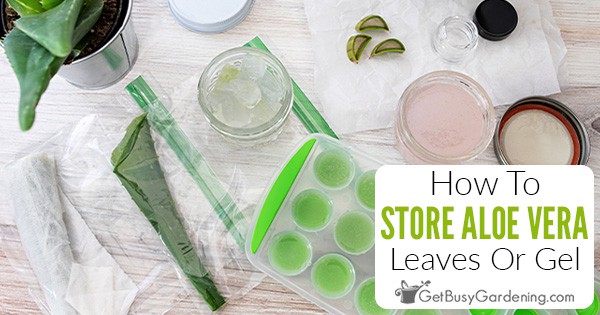 How To Store Aloe Vera Gel Or Leaves - Get Busy Gardening