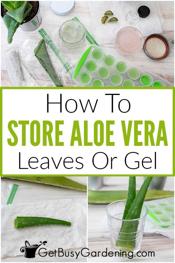 How To Store Aloe Vera Leaves Or Gel