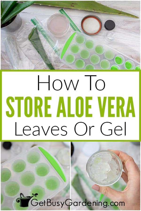 How To Store Aloe Vera Leaves Or Gel