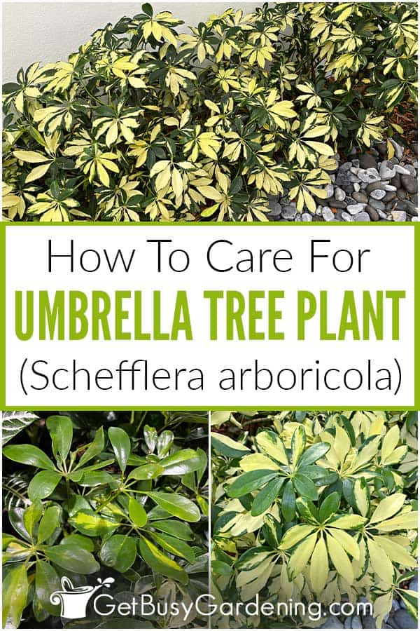 How To Care For Umbrella Tree Plant (Schefflera arboricola)