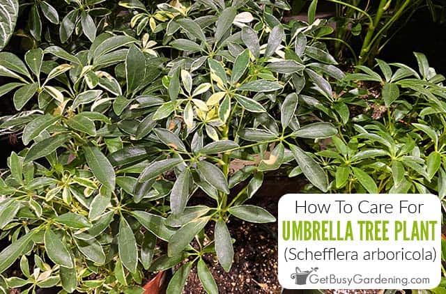 How To Care For Umbrella Tree Plant (Schefflera arboricola)