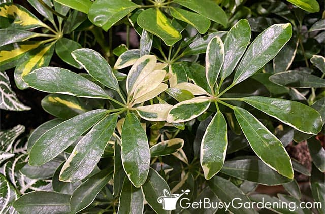 White variegated Schefflera arboricola