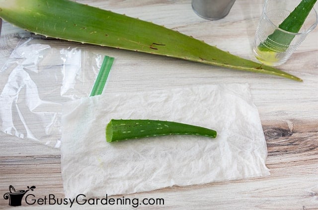Wrapping aloe vera leaf before storing in fridge