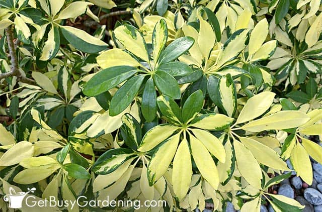 Yellow variegated umbrella tree plant