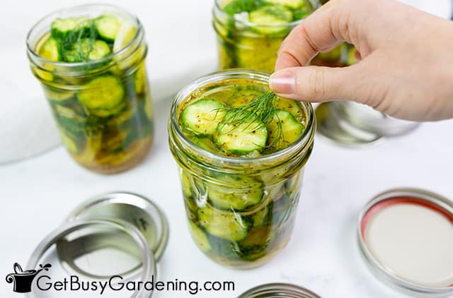 Adding sprig of dill to each jar of bread and butter pickles