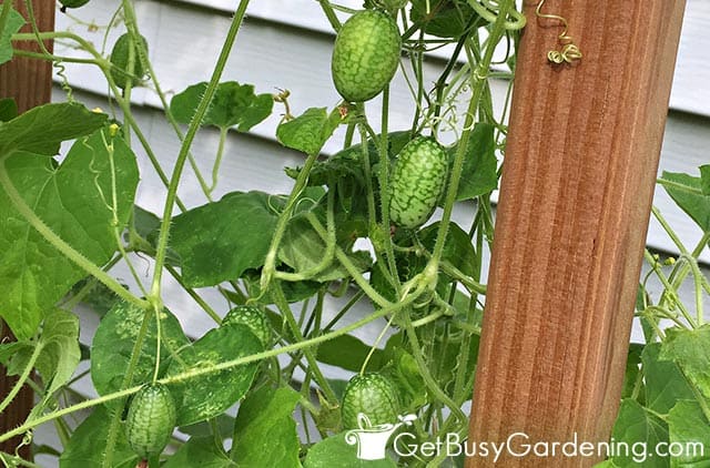 Growing Cucamelons: The Complete Mouse Melon Care Guide