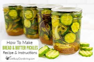 How To Make Bread & Butter Pickles (With Recipe)