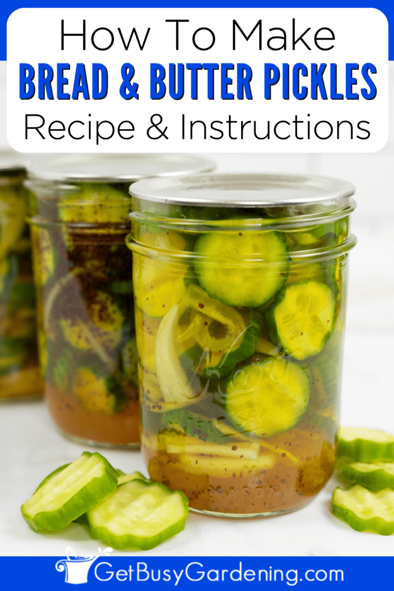 Bread And Butter Pickle Recipe Quick & Easy