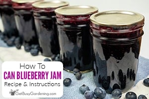 How To Can Blueberry Jam (With Recipe!)