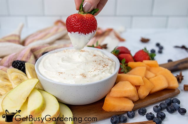Dipping a strawberry in cream cheese fruit dip