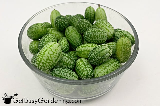 Freshly harvested cucamelons grown in my garden