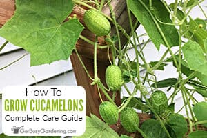 How To Grow Cucamelons (Mouse Melon) At Home