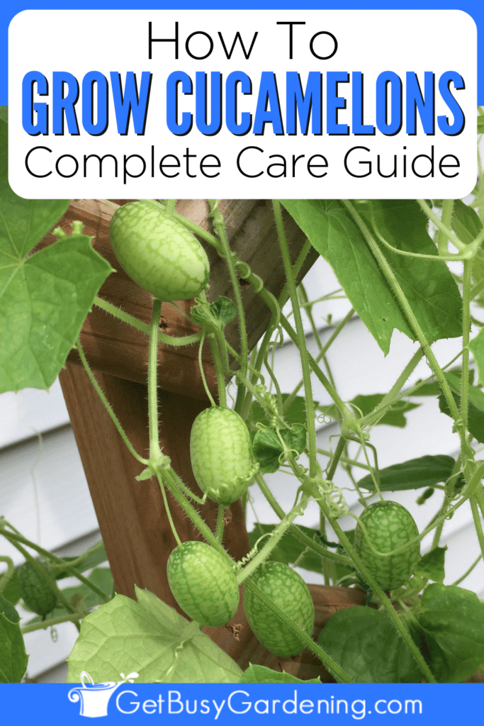 A Guide to Growing Cucamelons • Envii