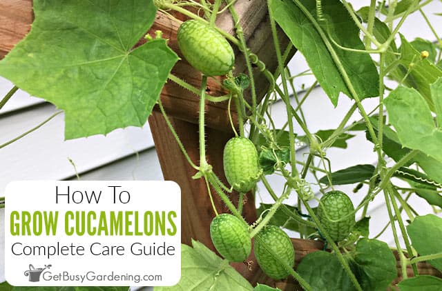 How To Grow Cucamelons (Mouse Melon) At Home