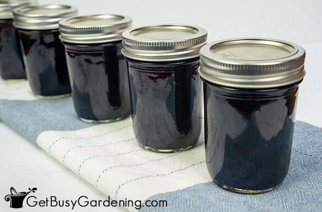Jars of blueberry jam cooling after canning