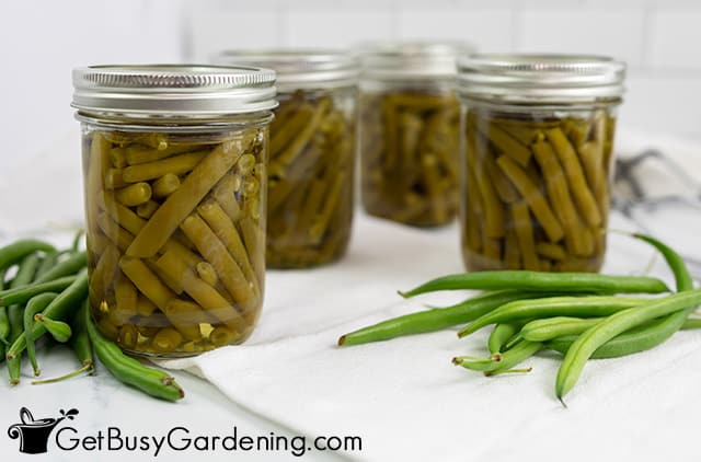 Jars of freshly canned green beans