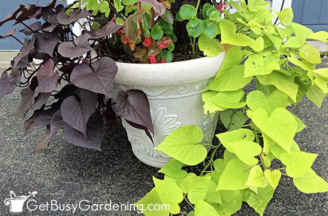 Potted sweet potato vine growing outdoors