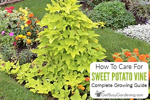 is sweet potato vine bad for dogs