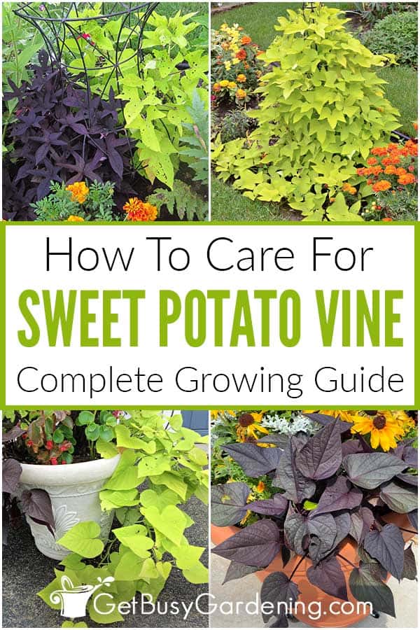 How To Care For Sweet Potato Vine Complete Growing Guide