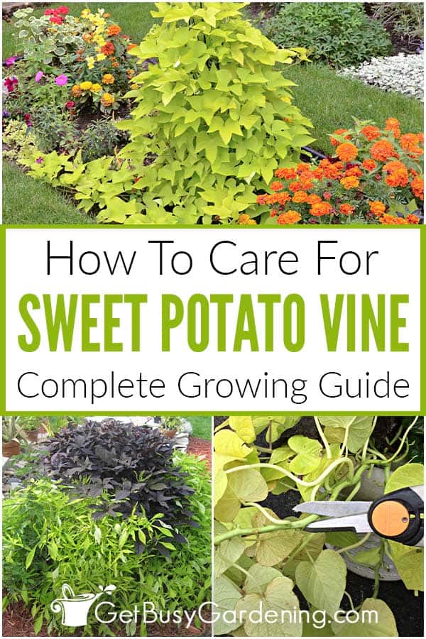 How To Care For Sweet Potato Vine Complete Growing Guide