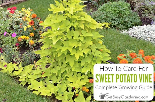 How To Care For Ornamental Sweet Potato Vine