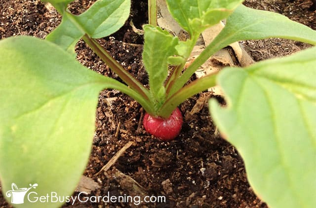 Baby radish just starting to grow