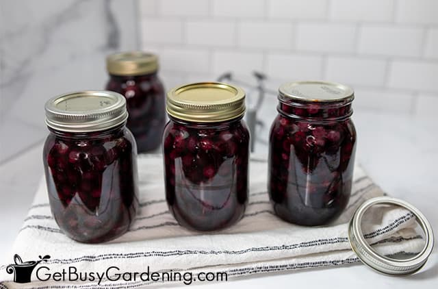 Canned blueberries cooling after processing